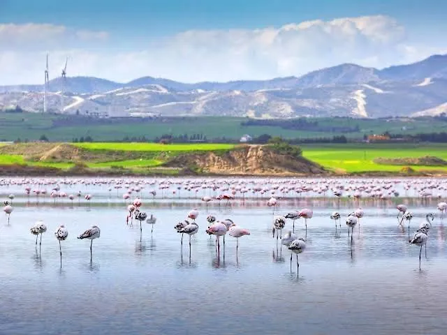 Sea And Breeze 1br ラルナカ